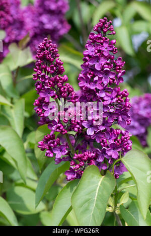 Attraktive Blumen auf einem dunklen Rot Lila Lila Flieder (Syringa vulgaris) auf einem Ziergarten Baum in voller Blüte, Berkshore, April Stockfoto