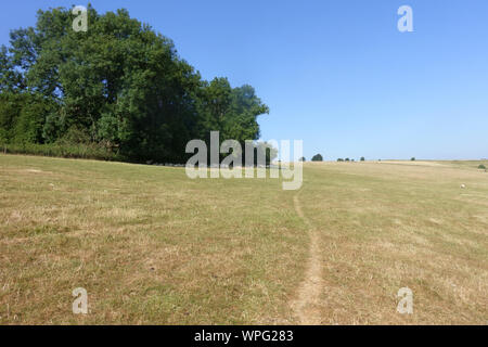 Geröstete trockenen Weide in Dürre während eine heiße, trockene Sommer und mit einer Herde Schafe Ausruhen im Schatten einer Baumgruppe von Bäumen, Berkshire, Juli Stockfoto