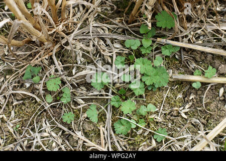 Dovesfoot oder der Taube - Fuß cranesbill (Geranium molle) junge Einjährige Unkräuter im stoppel nach der Ernte, Berkshire, September Stockfoto