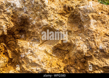 Ein fossiles Trigonia costata zweischaliges Fossil in Kalkstein auf Cleeve häufig bei Cheltenham, England Stockfoto