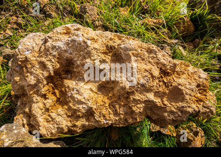 Ein Trigonia costata bivalve Fossil in Kalkstein auf Cleeve Common bei Cheltenham, England Stockfoto