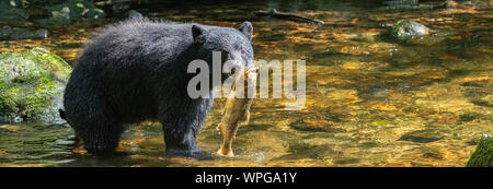 Kanada, British Columbia, Great Bear Rainforest, Gribbell Insel, Riordan Creek. North American Black Bear (WILD: Ursus americanus) die Fischerei auf Lachs Stockfoto