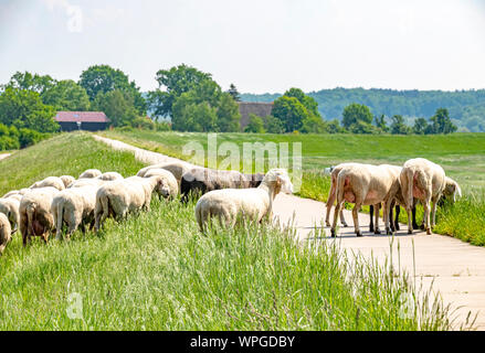 Eine Herde Schafe auf dem Deich an der Elbe. Die Tiere werden verwendet, um den Deich Pflanzung in ökologischer Weise aufrecht zu erhalten. Stockfoto