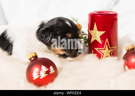 Neugeborene Weihnachten Jack Russell Terrier Welpe Hund liegt neben eine Kerze mit Sternen. Hund liegt vor weißem Hintergrund. Stockfoto