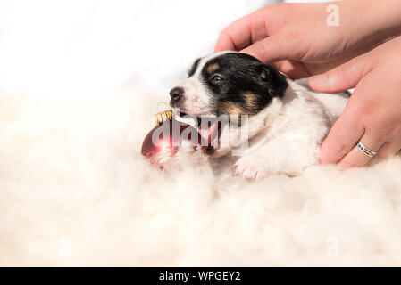 Weihnachten Welpe und Hände - Jack Russell Terrier Stockfoto