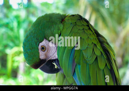 In der Nähe von süssen grünen Ara Papagei Ara Stockfoto