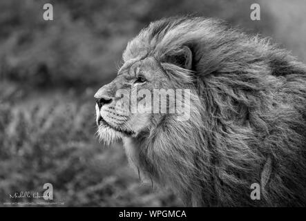 Männlicher afrikanischer Löwe (Panthera leo) Stockfoto
