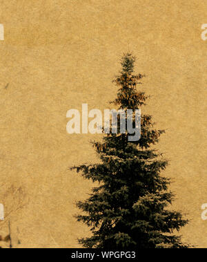 Alten grunge gelbes Papier Textur mit Tannenbaum, vintage Hintergrund. Stockfoto