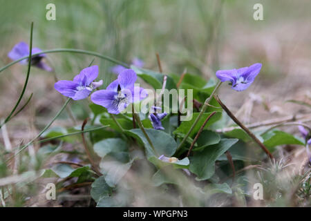 Süsse kleine blaue Veilchen sind ein charmantes und freundliches Wildflower Stockfoto