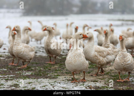 Viele weiße Gänse auf einem weißen Wiese im Winter bei Schnee. Tiere gemästet für Weihnachten braten Stockfoto