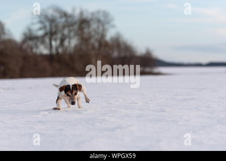 12 Jahre eingefroren Jack Russell Terrier Hund ist zu Fuß über eine verschneite Wiese im Winter. Kleiner Hund hat kalte Füße. Stockfoto