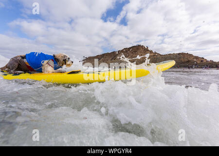 Delmar, CA, USA. 9 Sep, 2019. Jeder hat eine gute Zeit, wenn die Hunde auf den Strand in Delmar. Die Brandung Hund Surf-A-Thon Fundraiser in Del Mar hilft Helen Woodward Animal Center Kapital für Waisen Haustiere. Die Brandung Hund Surf-A-Thon findet jedes Jahr im September, bei Del MarÃs Hund Strand, in San Diego County, Kalifornien. Hier gesehen: Prinz Dudeman Credit: Daren Fentiman/ZUMA Draht/Alamy leben Nachrichten Stockfoto