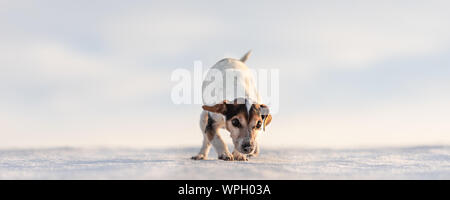 12 Jahre eingefroren Jack Russell Terrier Hund ist zu Fuß über eine verschneite Wiese im Winter. Kleiner Hund hat kalte Füße. Stockfoto