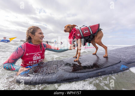 Delmar, CA, USA. 9 Sep, 2019. Jeder hat eine gute Zeit, wenn die Hunde auf den Strand in Delmar. Die Brandung Hund Surf-A-Thon Fundraiser in Del Mar hilft Helen Woodward Animal Center Kapital für Waisen Haustiere. Die Brandung Hund Surf-A-Thon findet jedes Jahr im September, bei Del MarÃs Hund Strand, in San Diego County, Kalifornien. Hier gesehen: Rusty Credit: Daren Fentiman/ZUMA Draht/Alamy leben Nachrichten Stockfoto