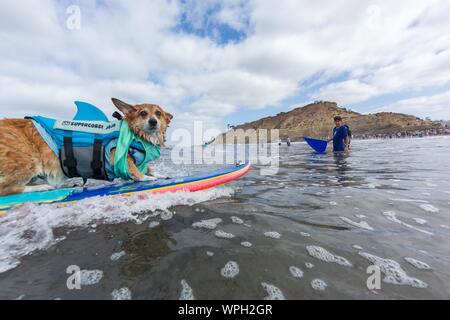 Delmar, CA, USA. 9 Sep, 2019. Jeder hat eine gute Zeit, wenn die Hunde auf den Strand in Delmar. Die Brandung Hund Surf-A-Thon Fundraiser in Del Mar hilft Helen Woodward Animal Center Kapital für Waisen Haustiere. Die Brandung Hund Surf-A-Thon findet jedes Jahr im September, bei Del MarÃs Hund Strand, in San Diego County, Kalifornien. Hier gesehen: Jojo Credit: Daren Fentiman/ZUMA Draht/Alamy leben Nachrichten Stockfoto