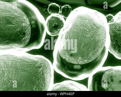 Gruppe von lebenden Zellen unter dem Mikroskop, hochwertige 3D-Render von Zellen, Zellen, die Struktur des Moleküls, Zellstruktur, die Aufteilung der Hu Stockfoto