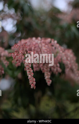 Nahaufnahme von Clustern von rosa Pieris japonica (Japanische Andromeda) Kleine glockenförmigen Blüten nach dem Regen in Lithia Park, im Frühjahr, Ashland, Oregon Stockfoto