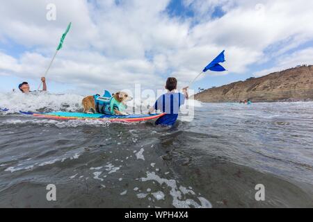 Delmar, CA, USA. 9 Sep, 2019. Jeder hat eine gute Zeit, wenn die Hunde auf den Strand in Delmar. Die Brandung Hund Surf-A-Thon Fundraiser in Del Mar hilft Helen Woodward Animal Center Kapital für Waisen Haustiere. Die Brandung Hund Surf-A-Thon findet jedes Jahr im September, bei Del MarÃs Hund Strand, in San Diego County, Kalifornien. Hier gesehen: Jojo Credit: Daren Fentiman/ZUMA Draht/Alamy leben Nachrichten Stockfoto