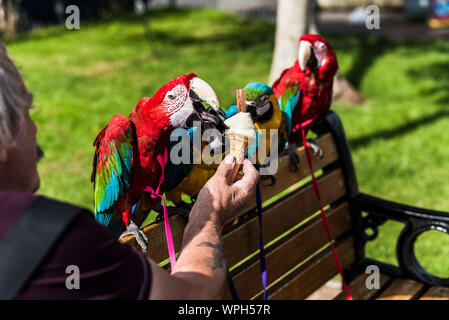 Blau und Gold Aras (Ara Ararauna) und Hellrote Aras (Ara macao) zusammen auf einer Bank sitzend und teilen ein Eis in das sonnige Wetter. Stockfoto