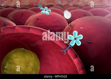 Insulin, Glucose, Zelle, Glukose, Insulin, Struktur des Moleküls Stockfoto