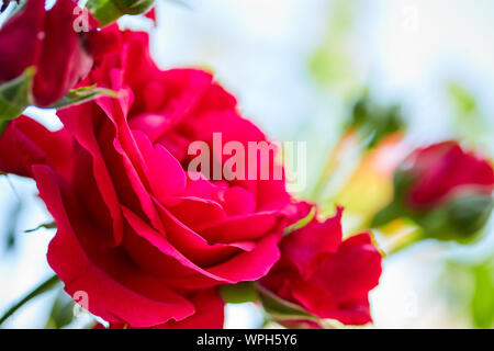 Schönen roten Knospen der Rosen im Garten am Nachmittag im Sommer Stockfoto
