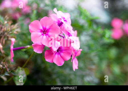 Phlox paniculata rosa blühenden Blumen. Cluster der rosafarbenen Phlox in einem Blumenbeet im Sommergarten. Weich fließend. Stockfoto