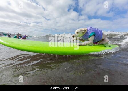 Delmar, CA, USA. 9 Sep, 2019. Jeder hat eine gute Zeit, wenn die Hunde auf den Strand in Delmar. Die Brandung Hund Surf-A-Thon Fundraiser in Del Mar hilft Helen Woodward Animal Center Kapital für Waisen Haustiere. Die Brandung Hund Surf-A-Thon findet jedes Jahr im September, bei Del MarÃs Hund Strand, in San Diego County, Kalifornien. Hier gesehen: Zucker Quelle: Daren Fentiman/ZUMA Draht/Alamy leben Nachrichten Stockfoto
