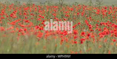 Mohn in der blumenwiesen von West Pentire, Cornwall Stockfoto