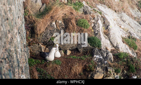 Paar Eissturmvögel (Fulmarus glacialis) genießen Sie Sonne, Wind schattige Seite der Sea Cliff auf einem grasbewachsenen Patch. Bray, Co Wicklow, Irland. Stockfoto