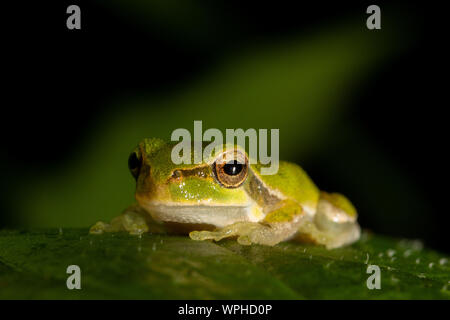 Hellgrüner sardischer/Tyrrhenischer Baumfrosch (Hyla sarda) auf grünem Blatt bei Nacht in Sardegna/Sardinien Stockfoto