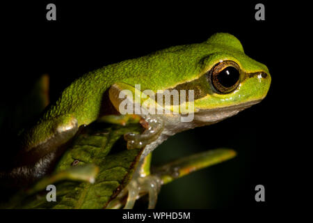 Hellgrüner sardischer/Tyrrhenischer Baumfrosch (Hyla sarda) auf grünem Blatt bei Nacht in Sardegna/Sardinien Stockfoto