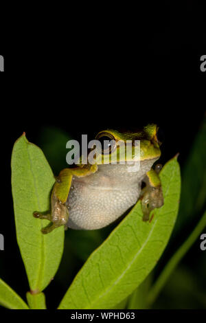 Hellgrüner sardischer/Tyrrhenischer Baumfrosch (Hyla sarda) auf grünem Blatt bei Nacht in Sardegna/Sardinien Stockfoto