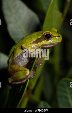 Hellgrüner sardischer/Tyrrhenischer Baumfrosch (Hyla sarda) auf grünem Blatt bei Nacht in Sardegna/Sardinien Stockfoto