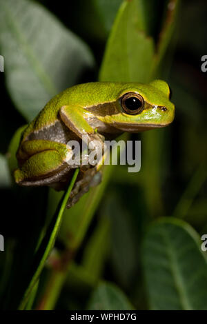 Hellgrüner sardischer/Tyrrhenischer Baumfrosch (Hyla sarda) auf grünem Blatt bei Nacht in Sardegna/Sardinien Stockfoto