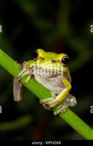 Hellgrüner sardischer/Tyrrhenischer Baumfrosch (Hyla sarda) auf grünem Blatt bei Nacht in Sardegna/Sardinien Stockfoto