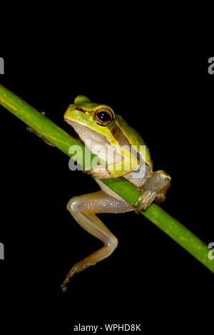 Hellgrüner sardischer/Tyrrhenischer Baumfrosch (Hyla sarda) bei Nacht in Sardegna/Sardinien mit schlichtem schwarzen Hintergrund Stockfoto