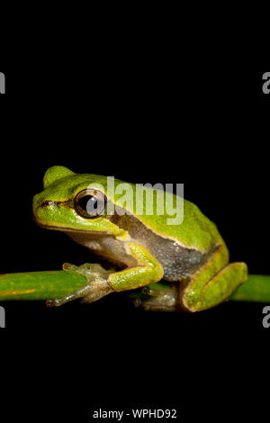 Hellgrüner sardischer/Tyrrhenischer Baumfrosch (Hyla sarda) bei Nacht in Sardegna/Sardinien mit schlichtem schwarzen Hintergrund Stockfoto