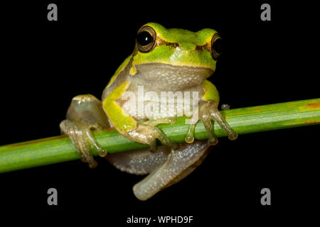 Hellgrüner sardischer/Tyrrhenischer Baumfrosch (Hyla sarda) bei Nacht in Sardegna/Sardinien mit schlichtem schwarzen Hintergrund Stockfoto