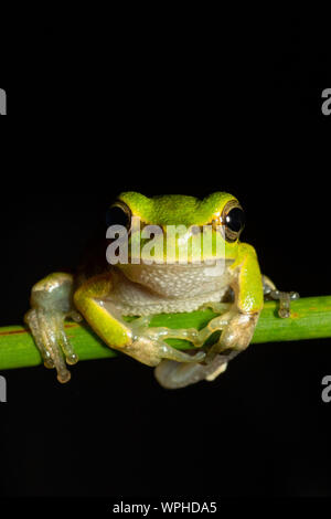 Hellgrüner sardischer/Tyrrhenischer Baumfrosch (Hyla sarda) bei Nacht in Sardegna/Sardinien mit schlichtem schwarzen Hintergrund Stockfoto