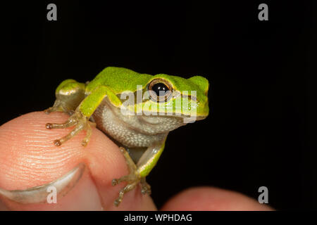 Hellgrüner sardischer/Tyrrhenischer Baumfrosch (Hyla sarda) an einem Finger bei Nacht in Sardegna/Sardinien mit einem einfarbigen schwarzen Hintergrund Stockfoto