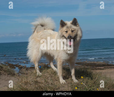 Eurasier Hund am Strand Stockfoto