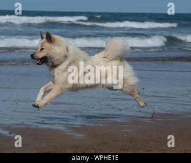 Eurasier Hund am Strand Stockfoto