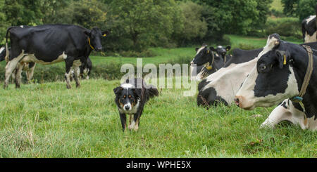 Border Collie Spaziergang durch Milchkühe Stockfoto