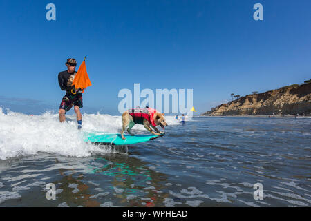 Delmar, CA, USA. 9 Sep, 2019. Jeder hat eine gute Zeit, wenn die Hunde auf den Strand in Delmar. Die Brandung Hund Surf-A-Thon Fundraiser in Del Mar hilft Helen Woodward Animal Center Kapital für Waisen Haustiere. Die Brandung Hund Surf-A-Thon findet jedes Jahr im September, bei Del MarÃs Hund Strand, in San Diego County, Kalifornien. Hier gesehen: Homer und Skyler Credit: Daren Fentiman/ZUMA Draht/Alamy leben Nachrichten Stockfoto