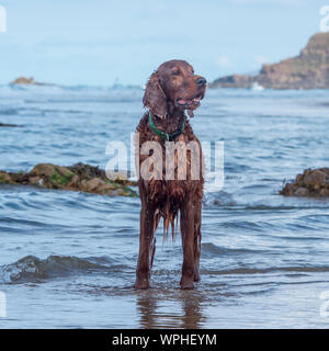 Irish Red setter Stockfoto