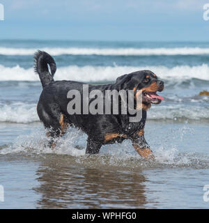 Rottweiler im Meer Stockfoto