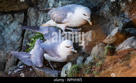 Paar Eissturmvögel (Fulmarus glacialis), die gemütlich in ihrem Nest zwischen Felsen im Wind schattigen Ort an exponierten Klippen. Bray, Co Wicklow, Irelan Stockfoto