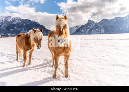 Haflinger Pferde auf dem Winter Wiese und Gipfeln im Hintergrund. Stockfoto
