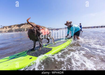 Delmar, CA, USA. 9 Sep, 2019. Jeder hat eine gute Zeit, wenn die Hunde auf den Strand in Delmar. Die Brandung Hund Surf-A-Thon Fundraiser in Del Mar hilft Helen Woodward Animal Center Kapital für Waisen Haustiere. Die Brandung Hund Surf-A-Thon findet jedes Jahr im September, bei Del Mar Hund Strand, in San Diego County, Kalifornien. Credit: Daren Fentiman/ZUMA Draht/Alamy leben Nachrichten Stockfoto