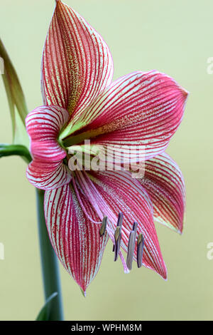 Close-up Details zu Amaryllis, Blume Blüte mit Rosa mit gelben Streifen auf einem hellgrünen Hintergrund Stockfoto